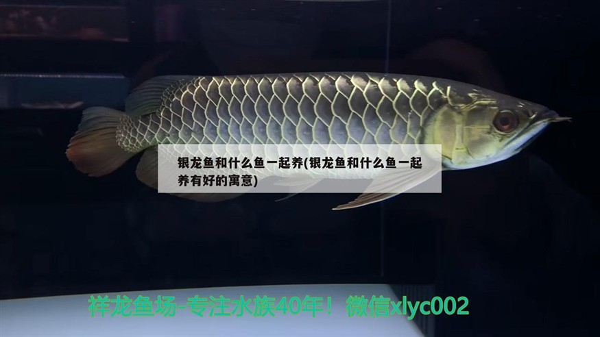 銀龍魚和什么魚一起養(銀龍魚和什么魚一起養有好的寓意)