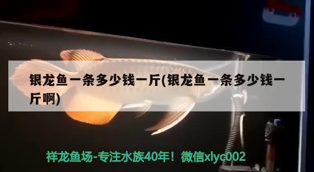 銀龍魚一條多少錢一斤(銀龍魚一條多少錢一斤啊)