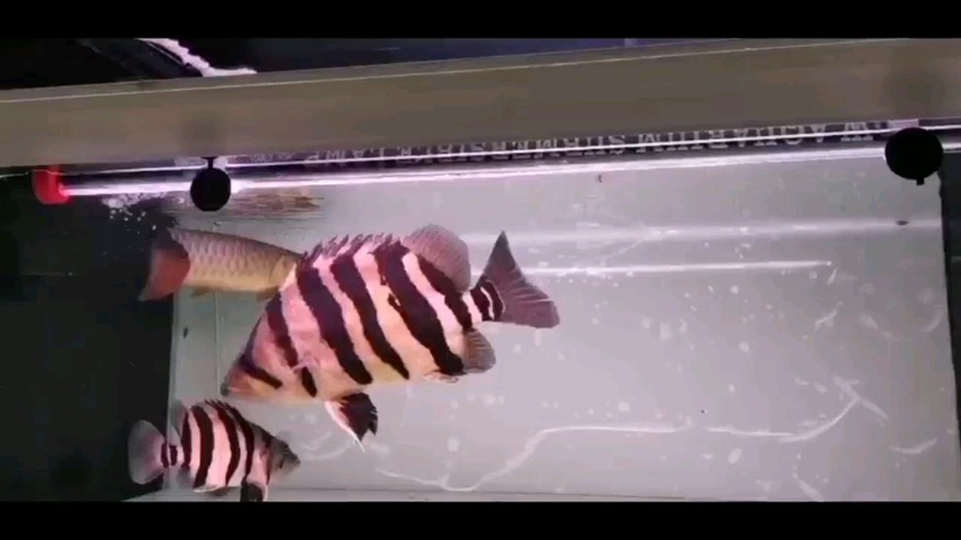 剛進缸就明的虎魚真的不錯哦⊙_⊙