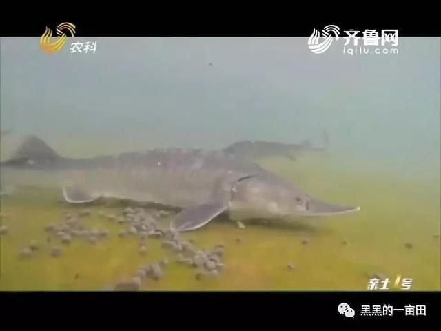 大魚水族魚缸養(yǎng)什么魚最好養(yǎng)：大魚水族魚缸養(yǎng)什么魚最好養(yǎng)大魚水族魚缸養(yǎng)什么魚最好養(yǎng)