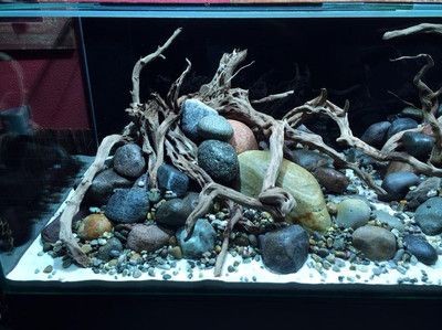 敞開式生態魚缸造景圖案設計：敞開式生態魚缸造景圖案設計需要綜合考慮過濾系統的選擇