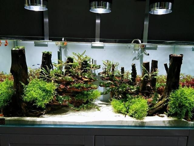 敞開式生態魚缸造景圖案設計：敞開式生態魚缸造景圖案設計需要綜合考慮過濾系統的選擇