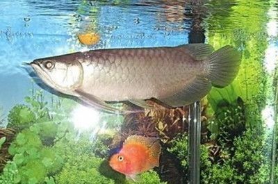 金龍魚最適宜的水溫是多少？