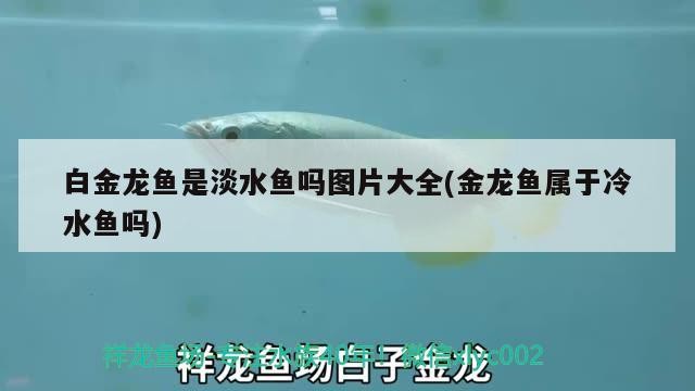 虎魚暴斃問題請教