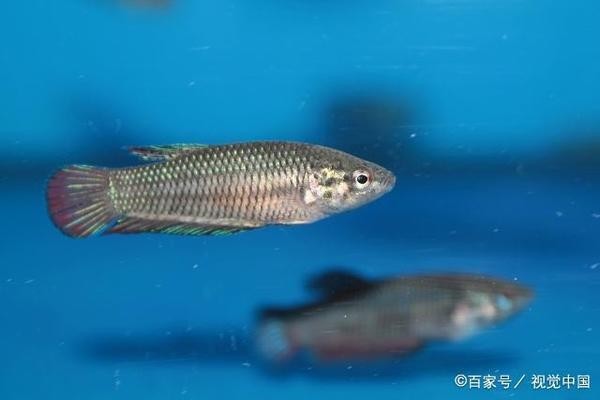 揚州市維揚區風云水族館：揚州市維揚區風云水族館地址 揚州市維揚區風云水族館：揚州市維揚區風云水族館地址 全國水族館企業名錄 第1張