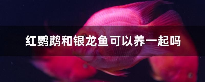 金龍魚和鸚鵡魚混養水溫(金龍魚和虎魚混養水溫) 紅龍魚百科 第1張 金龍魚和鸚鵡魚混養水溫(金龍魚和虎魚混養水溫) 金龍魚和鸚鵡魚混養水溫(金龍魚和虎魚混養水溫) 紅龍魚百科 第1張