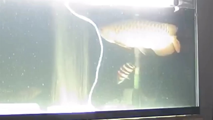 第八只虎魚入缸就是喜歡所以