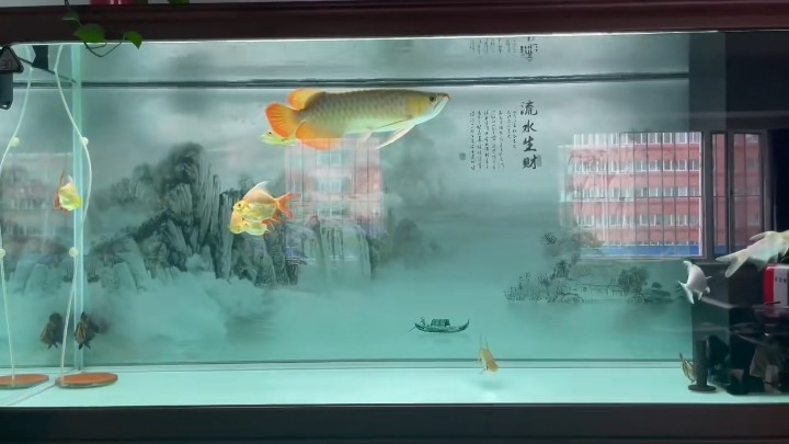 馬上倒缸了求購5條上流虎魚