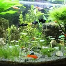 玻璃魚缸里養(yǎng)什么植物好：根據(jù)搜索結果推薦的一些適合在玻璃魚缸中養(yǎng)護的植物及其養(yǎng)護建議 玻璃魚缸里養(yǎng)什么植物好：根據(jù)搜索結果推薦的一些適合在玻璃魚缸中養(yǎng)護的植物及其養(yǎng)護建議 魚缸百科 第2張