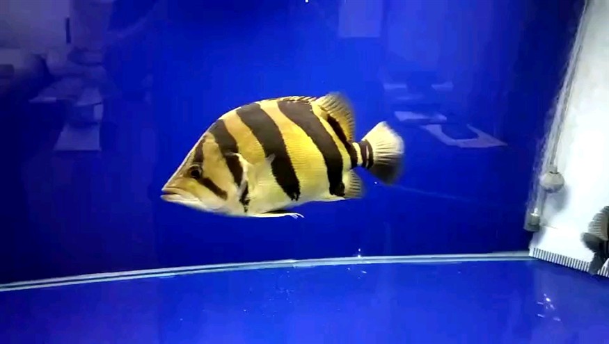 印尼虎魚壓成階段