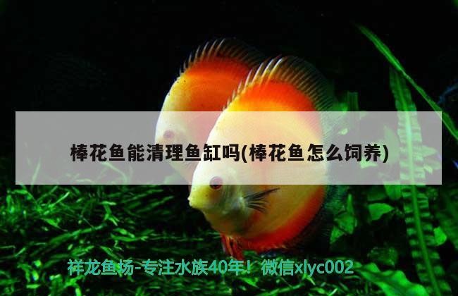 關于坦湖虎魚體型請教