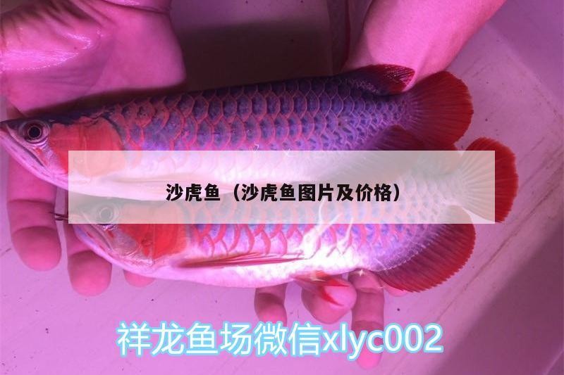 沙虎魚(yú)（沙虎魚(yú)圖片及價(jià)格）
