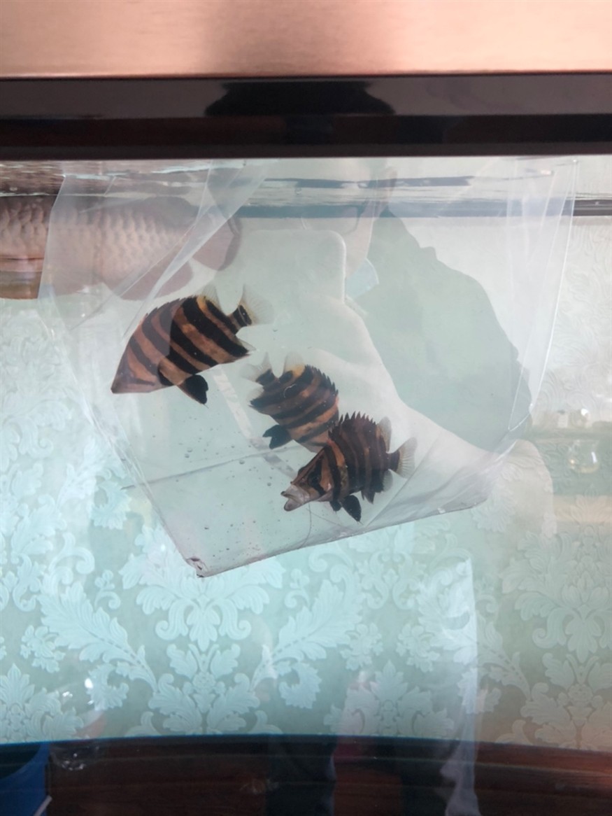 虎魚怎么樣才能長明？