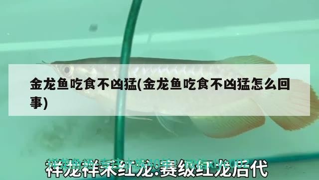 虎魚怎么樣才能長明？