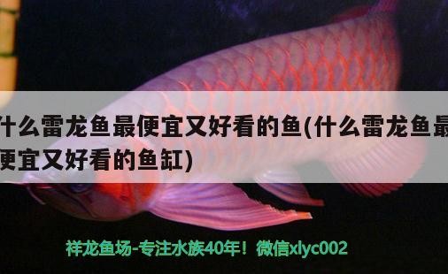 虎魚怎么樣才能長明？