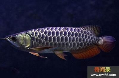 龍魚(yú)細(xì)菌感染用什么藥最好 龍魚(yú)細(xì)菌感染用什么藥最好 龍魚(yú)百科 第1張