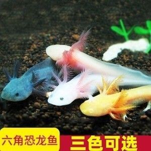 成年龍魚會咬小龍魚嗎 成年龍魚會咬小龍魚嗎 龍魚百科 第1張
