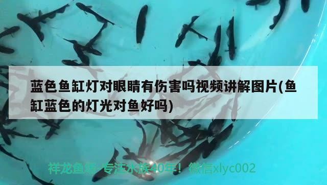 點擊查看大圖 藍色魚缸燈對眼睛有傷害嗎視頻講解圖片(魚缸藍色的燈光對魚好嗎) 銀龍魚百科 藍色魚缸燈對眼睛有傷害嗎視頻講解圖片(魚缸藍色的燈光對魚好嗎) 藍色魚缸燈對眼睛有傷害嗎視頻講解圖片(魚缸藍色的燈光對魚好嗎) 銀龍魚百科