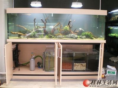 大型海水魚缸換水技巧：大型海水魚缸換水注意事項在給魚缸換水時需要注意什么