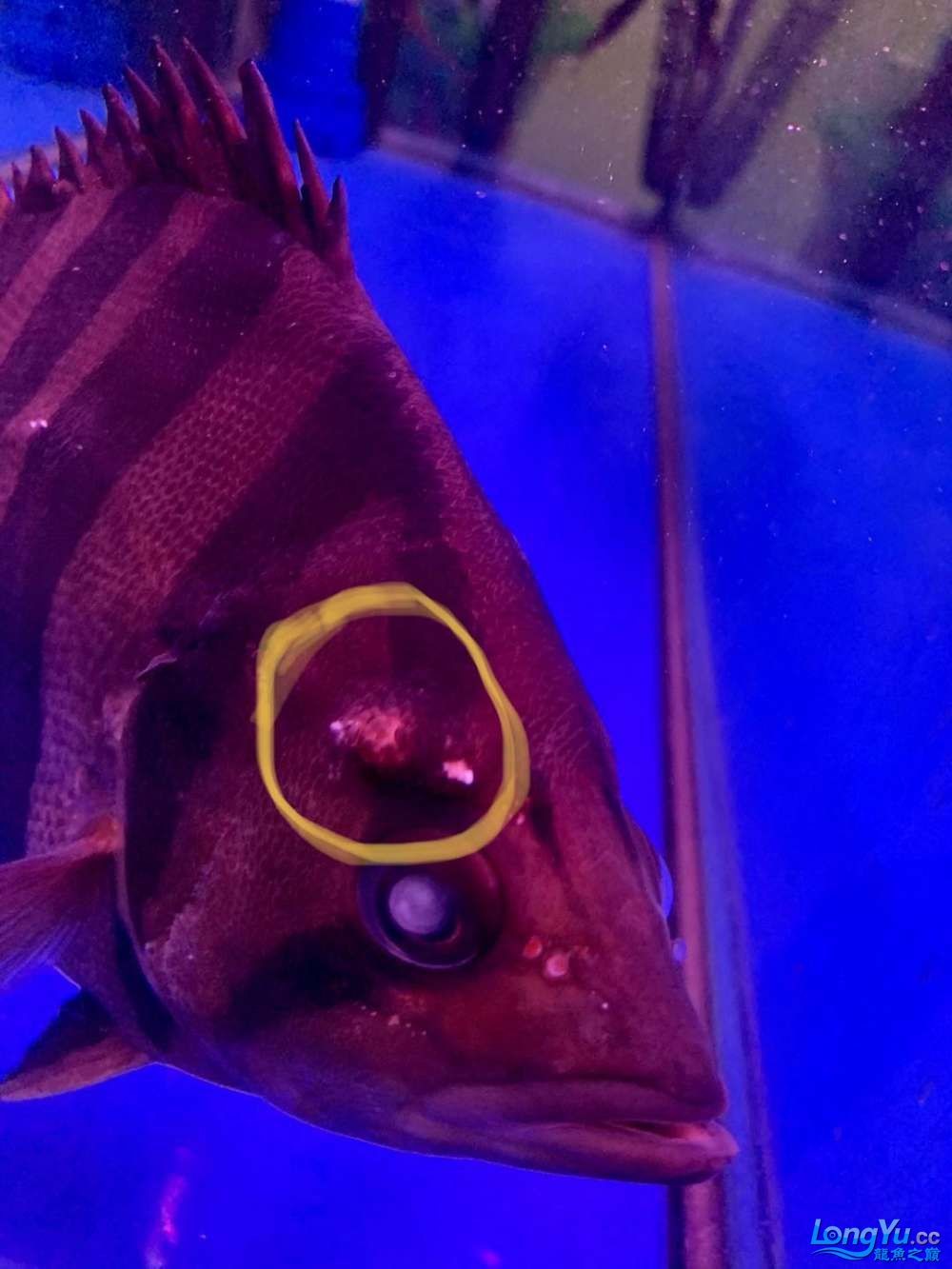 虎魚身上鼓包是什么病 要用什么藥 怎么治療
