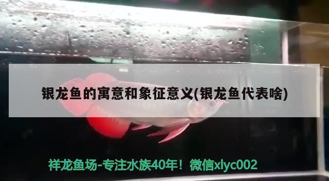 銀龍魚的寓意和象征意義(銀龍魚代表啥) 銀龍魚的寓意和象征意義(銀龍魚代表啥) 銀龍魚百科