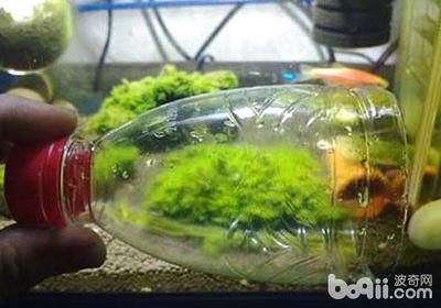 大礦泉水瓶自制魚缸：礦泉水瓶自制生態魚缸