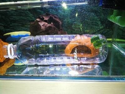 大礦泉水瓶自制魚缸：礦泉水瓶自制生態魚缸