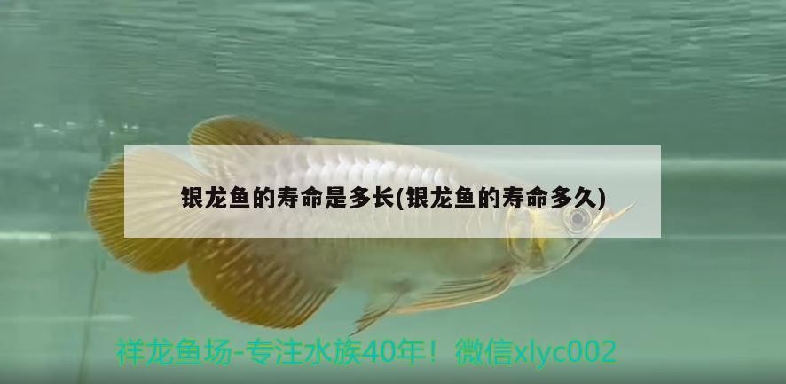 銀龍魚的壽命是多長(銀龍魚的壽命多久) 銀龍魚的壽命是多長(銀龍魚的壽命多久) 銀龍魚百科