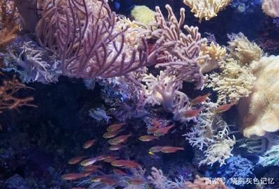 八爪魚能在魚缸里養嗎視頻：八爪魚能在魚缸里養嗎八爪魚飼養注意事項