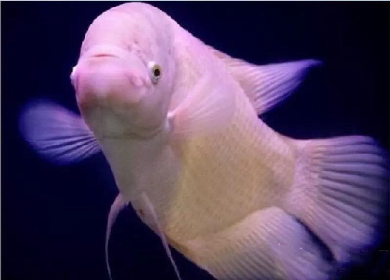 問個問題虎魚和戰(zhàn)船誰能長的更大