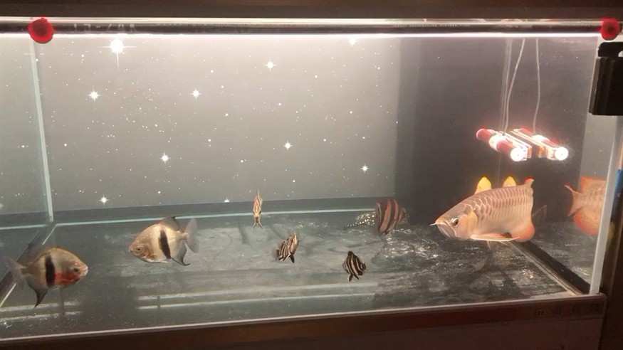 虎魚減肥 虎魚減肥 虎魚百科 第1張