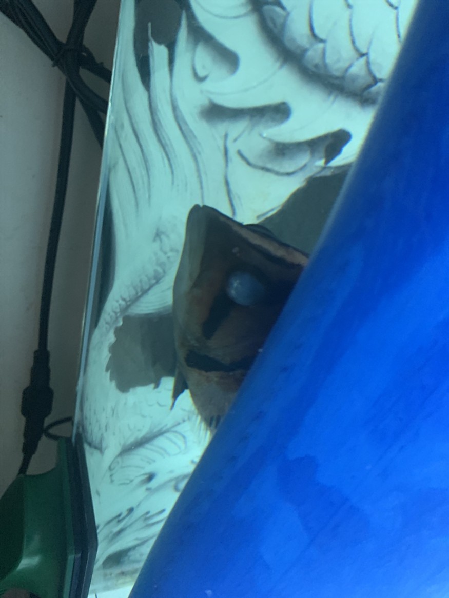 虎魚被龍咬第四天坐等自然恢復(fù) 虎魚被龍咬第四天坐等自然恢復(fù) 虎魚百科 第2張