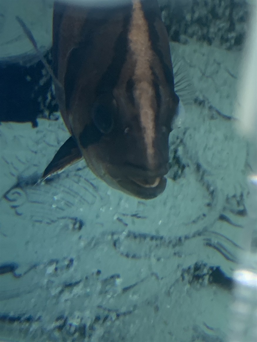 虎魚被龍咬第四天坐等自然恢復(fù) 虎魚被龍咬第四天坐等自然恢復(fù) 虎魚百科 第1張
