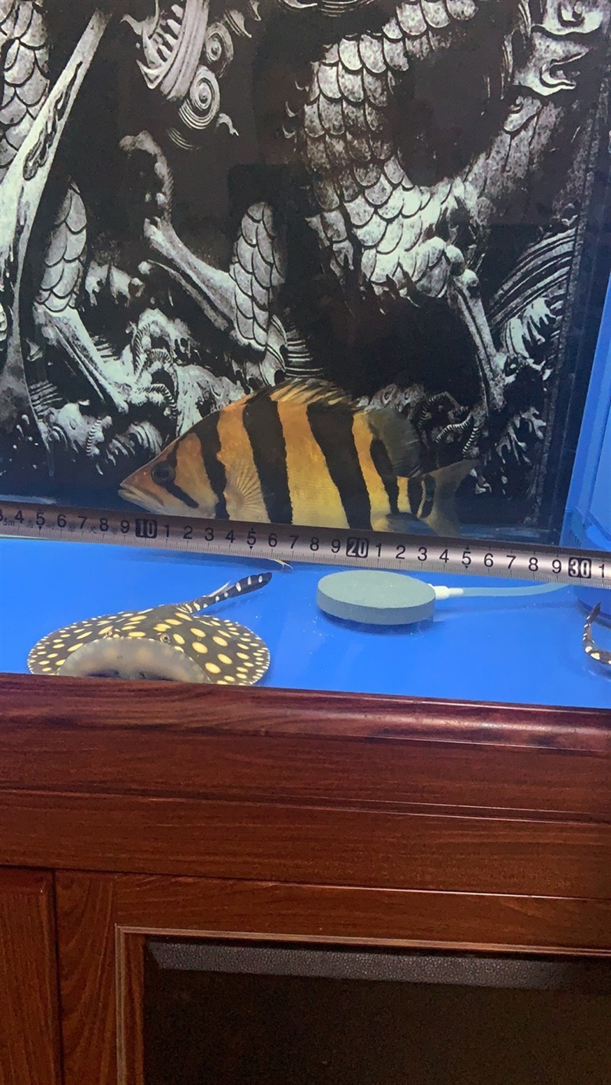 虎魚被龍咬第四天坐等自然恢復(fù) 虎魚被龍咬第四天坐等自然恢復(fù) 虎魚百科 第3張