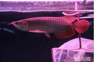 紅龍魚怎么看品相圖解 紅龍魚怎么看品相圖解 龍魚百科 第3張