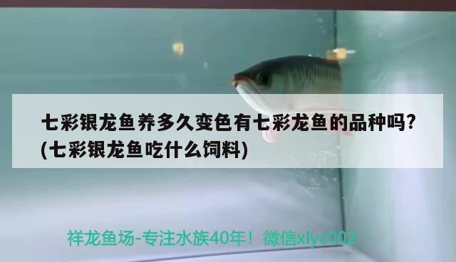 七彩銀龍魚養多久變色有七彩龍魚的品種嗎?(七彩銀龍魚吃什么飼料)