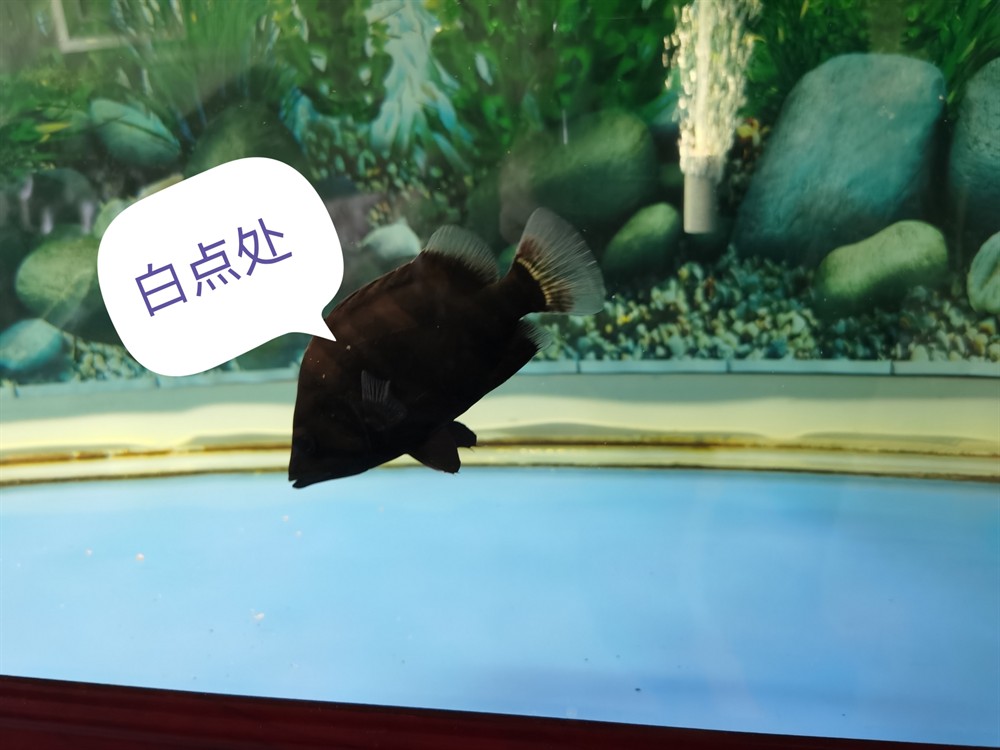 虎魚身上小白點需處理嗎？請指教