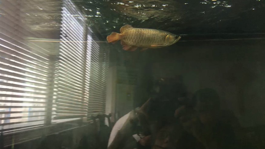 九九同心虎魚(yú)龍巔