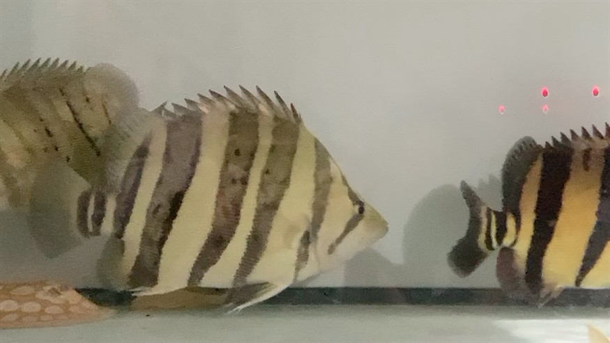 高身虎魚 方塊虎 老鼠頭