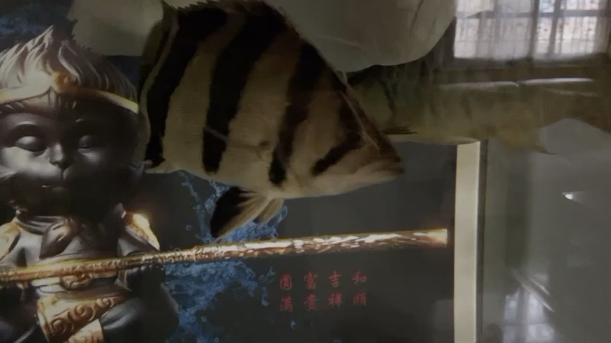 虎魚長大后基本都不包了