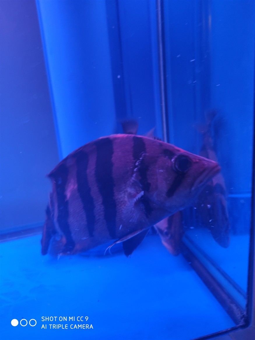 虎魚大神幫忙看看