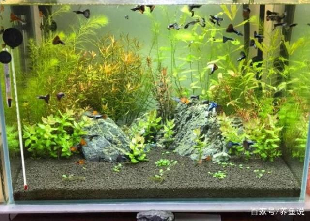 處理魚缸青苔什么魚最好：魚缸青苔處理方法
