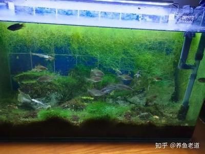 處理魚缸青苔什么魚最好：魚缸青苔處理方法