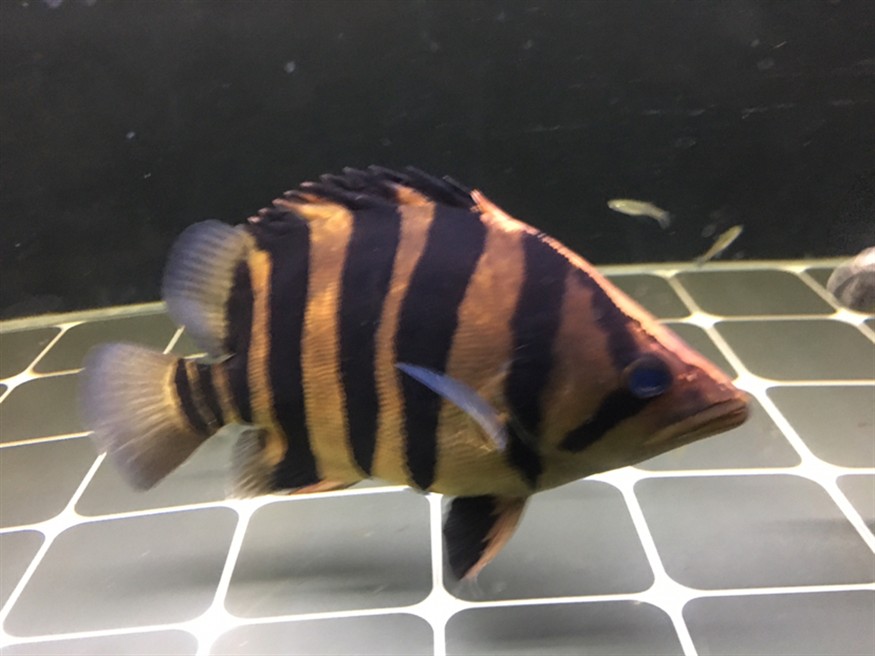 虎魚生病爛身