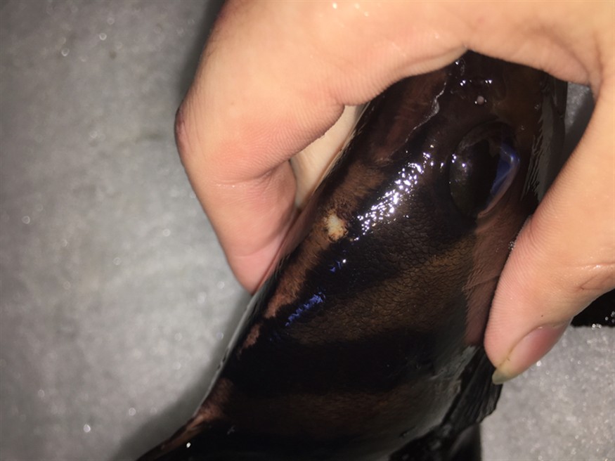 虎魚生病爛身