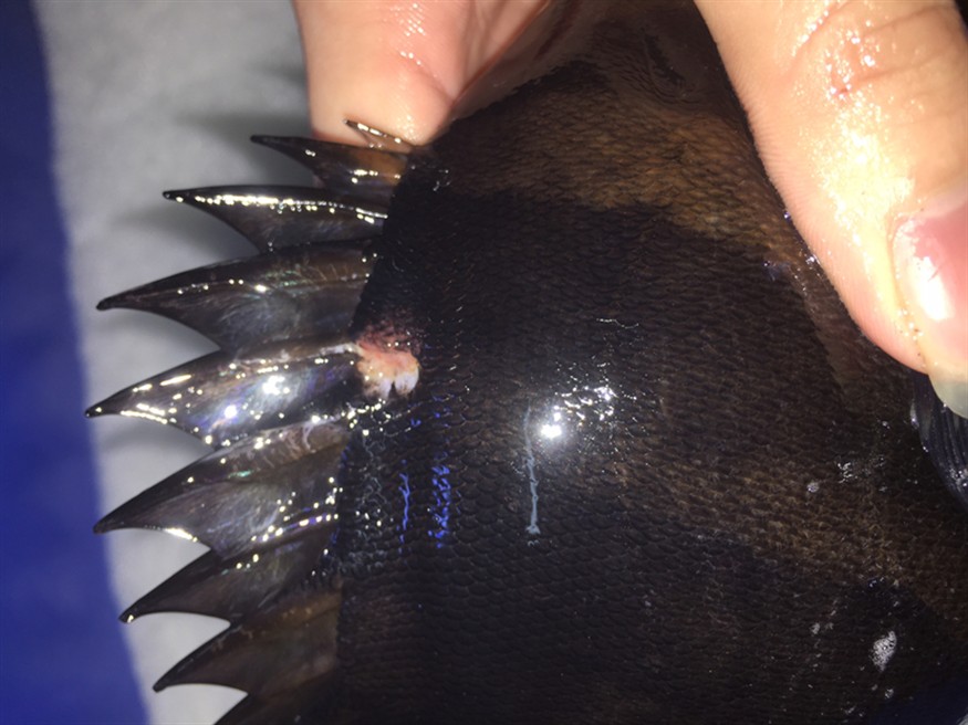 虎魚生病爛身
