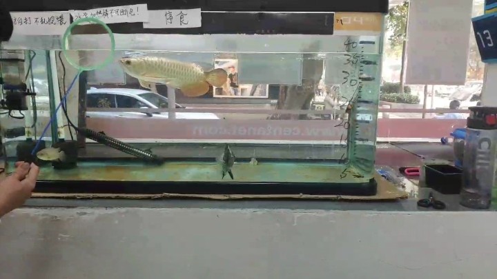 金龍魚+虎魚+攀鱸