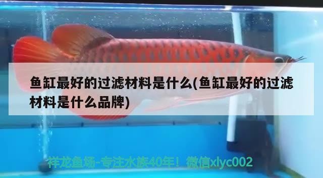 金龍魚+虎魚+攀鱸