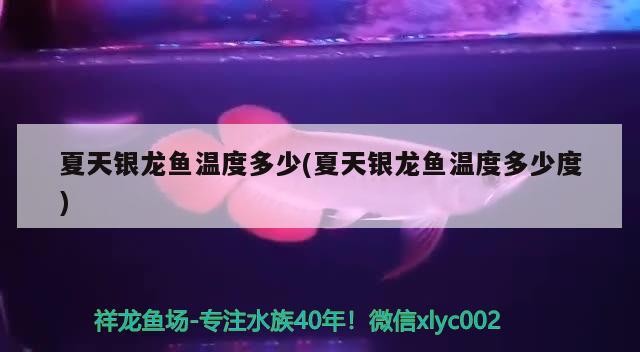 飼料 夏天銀龍魚溫度多少(夏天銀龍魚溫度多少度) 銀龍魚百科 夏天銀龍魚溫度多少(夏天銀龍魚溫度多少度) 夏天銀龍魚溫度多少(夏天銀龍魚溫度多少度) 銀龍魚百科