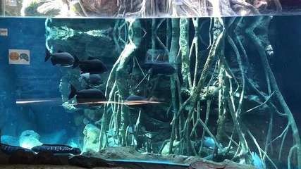 淡水白鯧養(yǎng)在魚缸：淡水白鯧可以在魚缸中飼養(yǎng)在魚缸中飼養(yǎng)淡水白鯧的食性